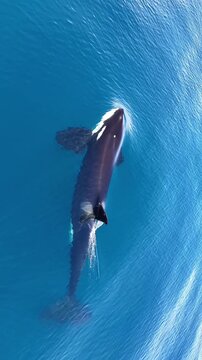 "Aerial Top Down View of Orca Killer Whale Swimming and Breathing at Ocean Surface"