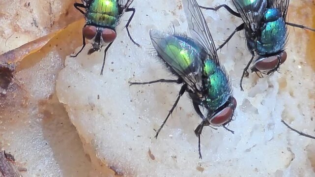 

Detail of iridescent green bottle flies swarming on waste food.27_1

