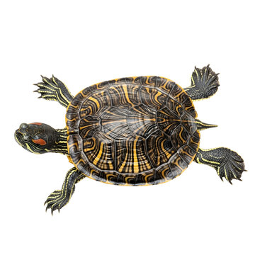Painted turtle top view isolated on transparent background