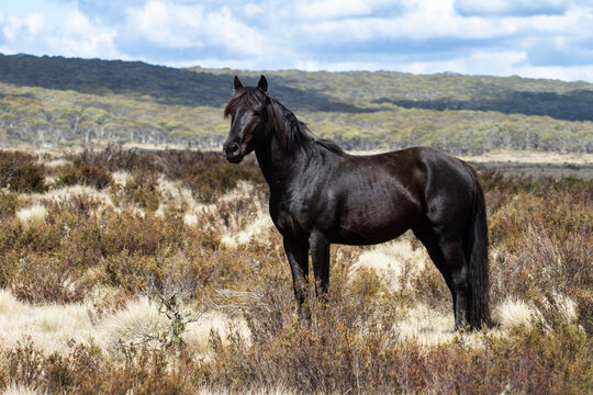 Australian wild brumby