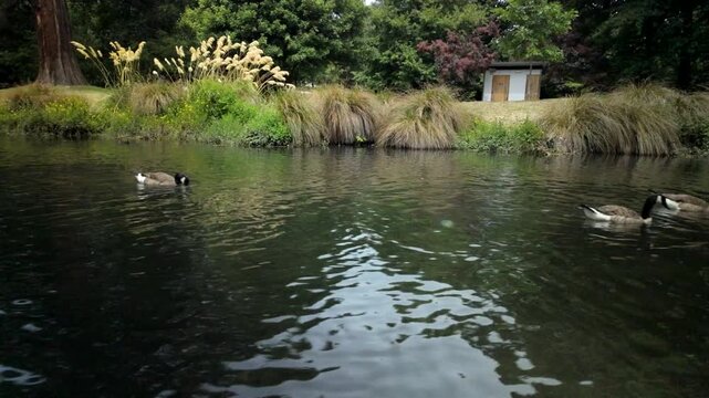 Geese Swimming On Calm Canal In Park