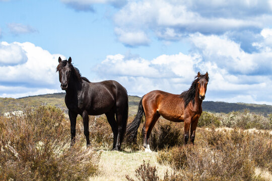 Australian brumbies