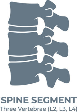 Spine segment with three vertebrae l2 l3 l4 skeletal system body part