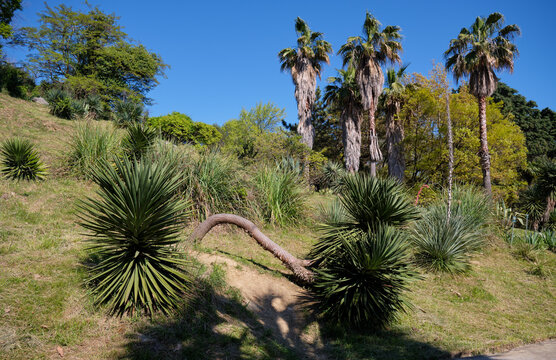 Washingtonia Palm and Yuccas In The Sochi Arboretum.