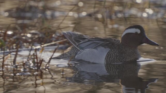 Male Garganey (Spatula querquedula). Close-up of a bird swimming in water. Slow motion.