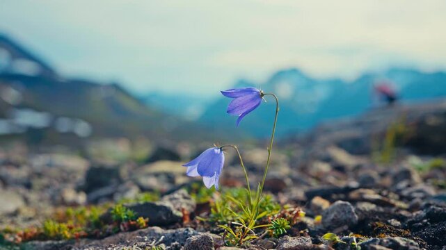 A Pair of Harebells Stands Proudly in the Rugged Terrain of Middagsfjellet, Sandland, Nordkapp, in Finnmark, Norway - Defocused Shot