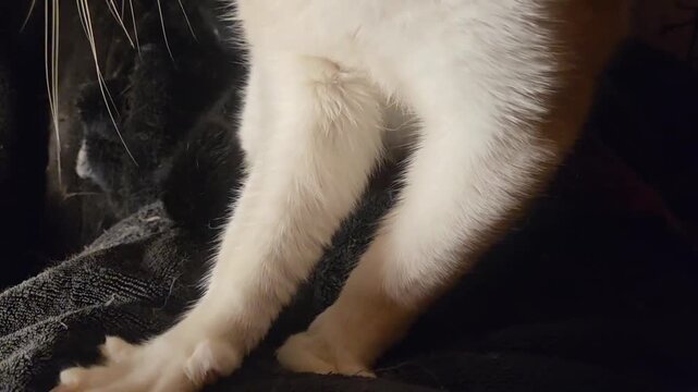 An adult cat making fresh kitty biscuits on a fluffy blanket