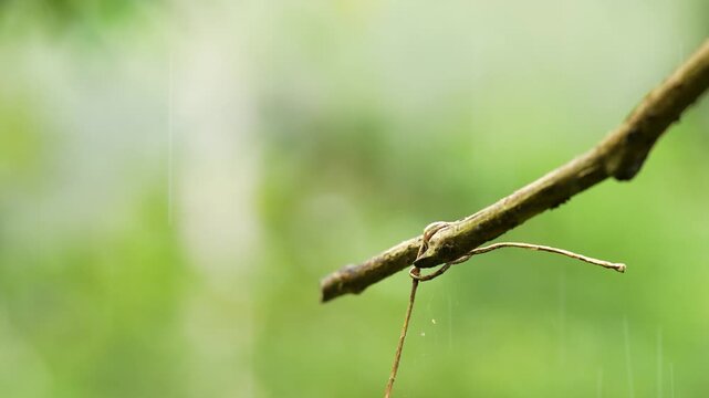 Image of a White-necked Jacobin Florisuga mellivora perched on a slender branch with visible rain droplets, highlighting iridescent plumage and a fresh, humid atmosphere in a natural environment.