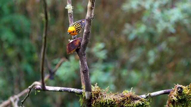 Footage of a Golden Tanager Tangara arthus perched on tree trunks while feeding on banana. The video captures vibrant colors and natural feeding behavior in a lush environment.