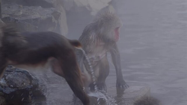 Two Japanese macaques emerge from a hot spring with dripping wet fur. One passes through the frame as steam rises in a misty winter scene in Nagano, Japan. Natural behavior.