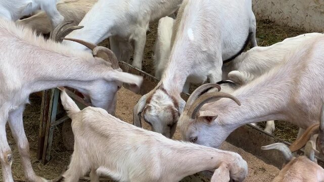 Many domestic white goats with horns eating together from a long feeder trough inside a barn, representing livestock farming and animal husbandry in a rural setting