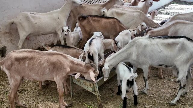 Large herd of domestic goats, including several goat kids, gathering around a feeder to eat hay and grass inside a barn, showing the daily routine of livestock farming and agriculture