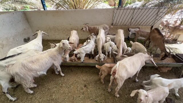 Large group of hungry goats and their playful kids feeding from a trough in a rustic barn, jostling for position to eat grain and hay in a lively farm scene