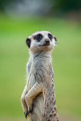 Fototapeta premium meerkat on guard duty