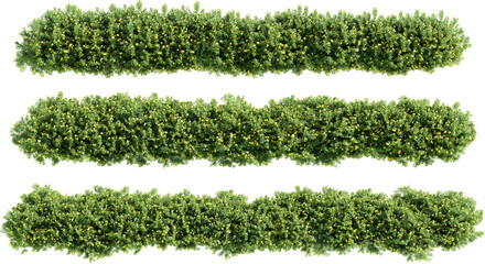 Shrubs and flower on a transparent background