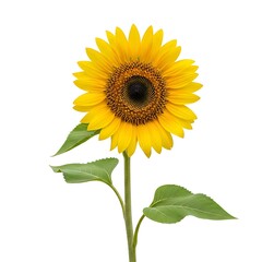 Fototapeta premium A large yellow sunflower with green leaves on a white background