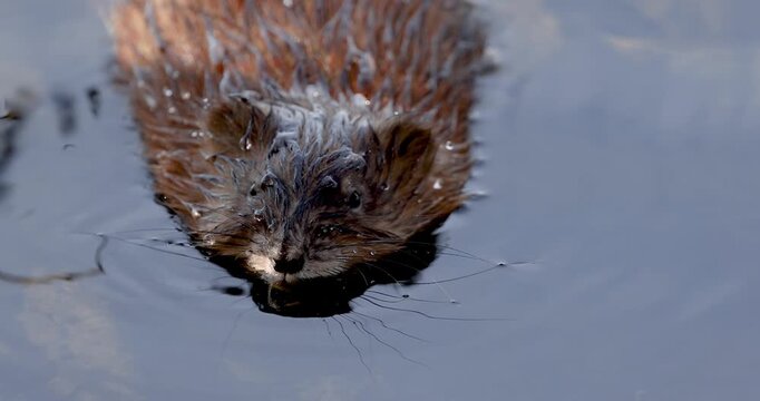 Wet furry muskrat swimming in a pond close up view.