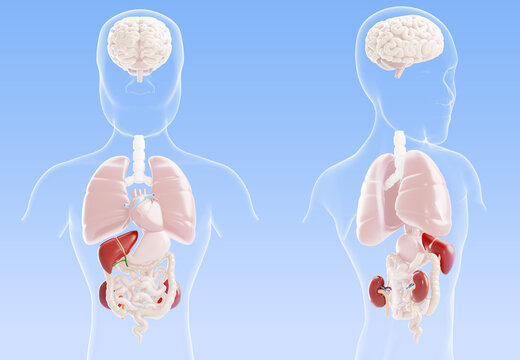 3d hepatitis and liver cirrhosis - human body internal organs anatomy model with acute kidney injury, front and back view on blue medical bg. Hepatorenal syndrome, disease treatment. 3D illustration