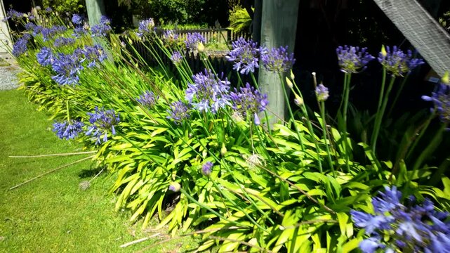 Purple Agapanthus Flowers Along Sunny Garden Path