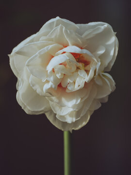 A front view of a Gay Tabor daffodil 'Narcissus'