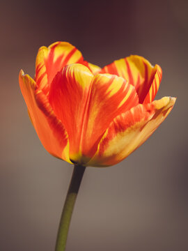 A single Tulip 'Banja Luka' catching the morning sun