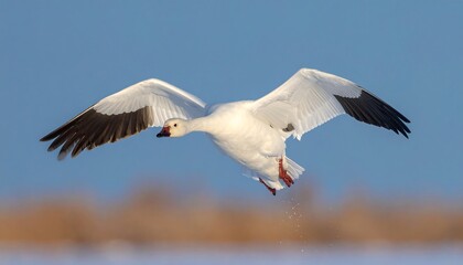 Fototapeta premium A white goose soars in a blue sky with its wings spread wide, about to land near a blurred snow-covered ground