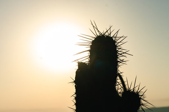 Silhouette of a cactus with sharp spines against a warm golden sunset sky