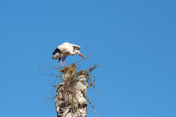 Fototapeta premium Two white storks are building a nest on the historic Marian column in the old town of Freising