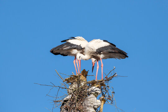 Two white storks are building a nest on the historic Marian column in the old town of Freising