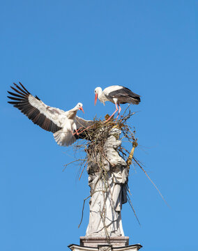 Two white storks are building a nest on the historic Marian column in the old town of Freising