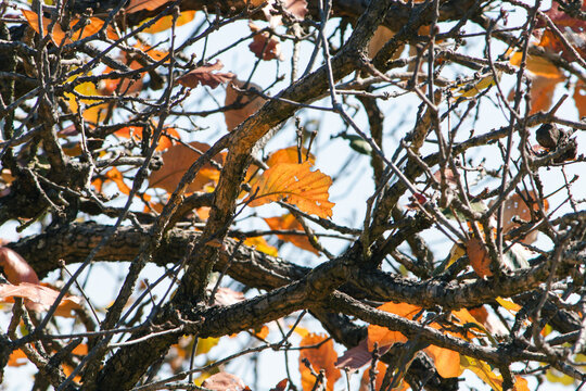 Sunlit tree branches with thorns and seed pods silhouetted against a bright sky.