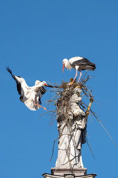 Two white storks are building a nest on the historic Marian column in the old town of Freising