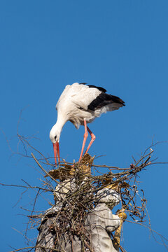 Two white storks are building a nest on the historic Marian column in the old town of Freising