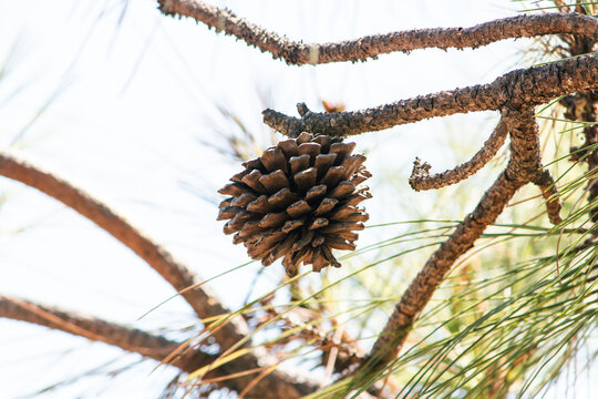 Close-up of pine cones on a tree branch, surrounded by green pine needles and soft natural sunlight.