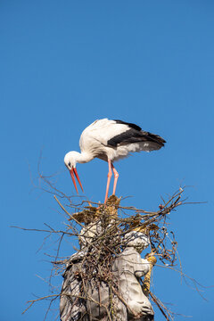 Two white storks are building a nest on the historic Marian column in the old town of Freising