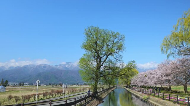 拾ヶ堰じてんしゃひろばの桜並木をジンバルで撮影