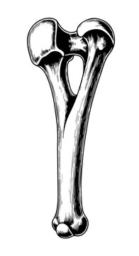 Isolated bone fragment anatomy illustration suitable for scientific study and education.