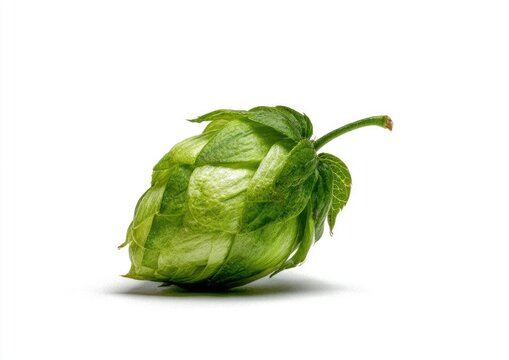 A single green hop cone with leaves on a stark white background