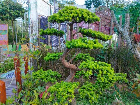 The lush podocarpus tree with its winding trunk and green leaves is very popular in landscape and bonsai art.