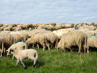 Obraz premium Large Sheep and Goats Flock Crossing Summer Field