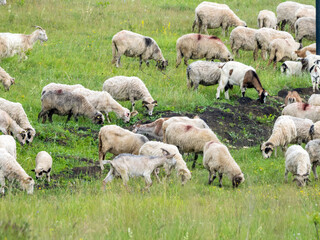 Fototapeta premium Large Sheep and Goats Flock Crossing Summer Field