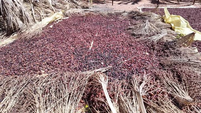 Huge quantity of fresh dates drying in the sun after being harvested from palm trees, a traditional and natural preservation method for fruit common in north africa and the middle east