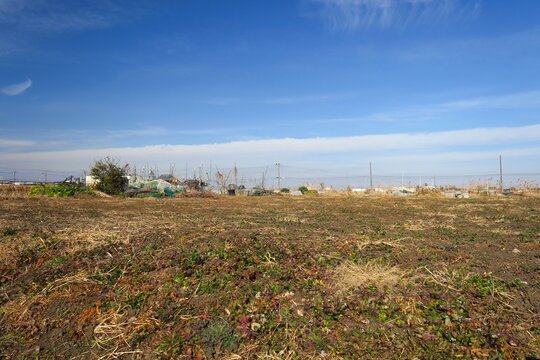 冬の近郊のホトケノザ咲く休耕地風景