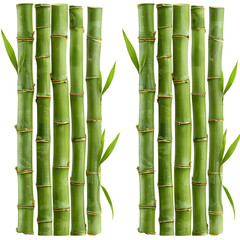 Obraz premium Green bamboo stalks isolated on white background natural zen plant concept