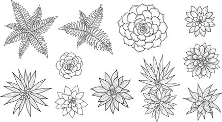 Black and White Succulent and Fern Plant Icon Set Featuring Detailed Drawings of Cacti, Succulents, and Ferns for Botanical Design © MD