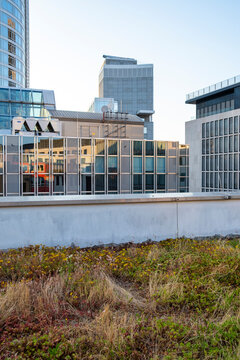 Daylight city view with skyline and modern buildings around a rooftop garden where urban greenery landscaping highlights sustainability and future design
