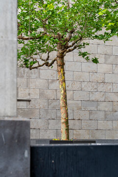Daylight falls on minimal wall planter and urban tree as trunk and bark details meet greenery landscaping in calm contemporary outdoor space