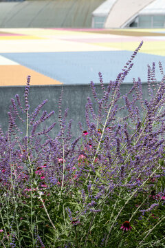 Sustainability focus in daylight as lavender and purple flowers fill an urban meadow garden where greenery landscaping supports resilient habitat