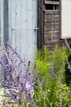 Urban garden daylight filters through bokeh behind closeup lavender and purple flowers as plants and greenery create soft botanical detail