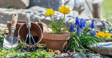 blue muscaris flowers blooming i yellow buttercup with planting shovel on the soil in a garden  with stones background © coco